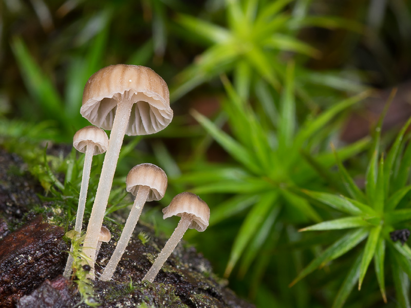 Mycena clavata